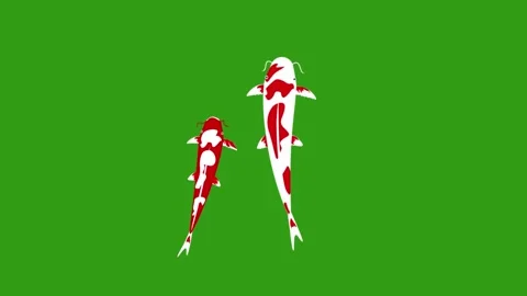 Animation cartoon Koi Fish Swimming Stock-Footage 345200029