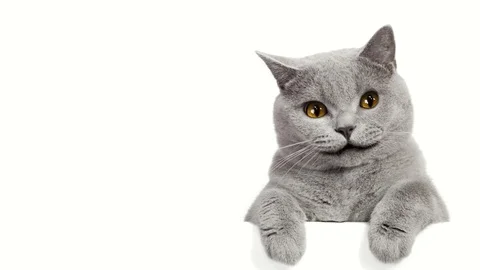 ANIMATION OF A CAT FOR BACKGROUND Stock Footage 120429909