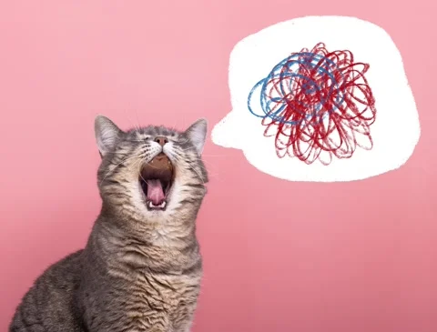 Animation of the cat's thoughts. Confusing thoughts. The cat is screaming. Stock Footage 220652505