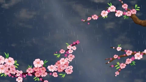 Animation of Cherry Blossom Branches in Rainy Night Sky with Lightning Stock Footage 345304112