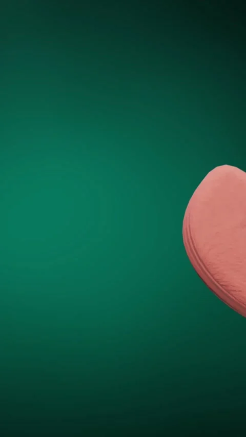 Animation of christmas candy cane gingerbread cookie with copy space on green Stock Footage 323910198