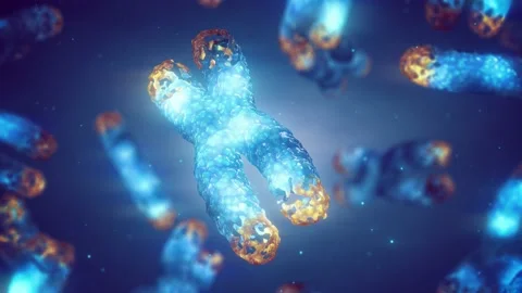 Animation Of Chromosome Degradation And ... | Stock Video | Pond5