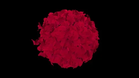 Animation circle of red rose petals. Radial shaped rose leaves disperse. Stock Footage 125291483