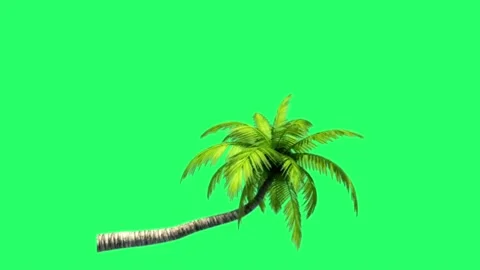 Animation coconut tree isolate on green background.  Stock Footage 193960902