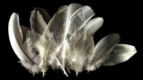 Animation composed with feathers isolated on black. Feathers down trembling. Stock Footage 76055279