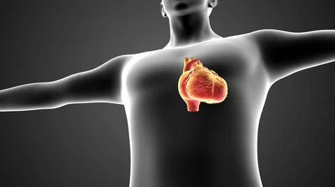 Animation Concept of Human Circulatory System Heart Loop Stock Illustration
