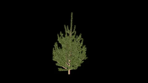 Animation conifer Tree Stock-Footage 23304645