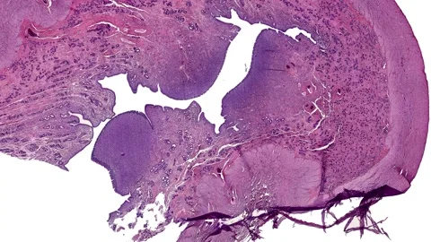 Animation of a cross section cut of the uterus under the microscope Stock Footage