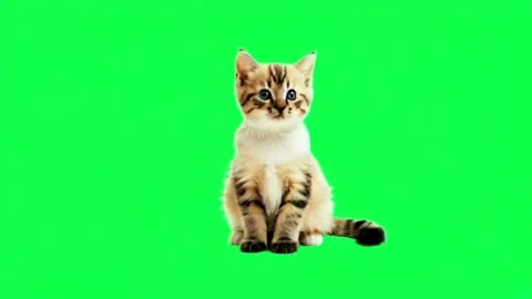 Animation cute cat sitting isolate on green background. Stock Footage 289638876