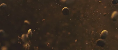 Animation of dark coffee beans Video stock 247382771