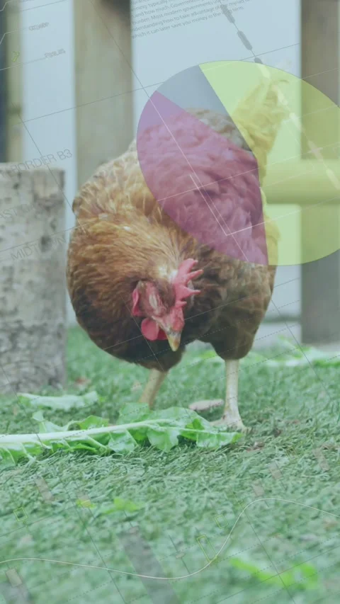 Animation of data processing over chicken on grass Stock Footage 321216207