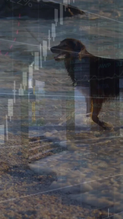 Animation of data processing over dogs Stock Footage 344745493