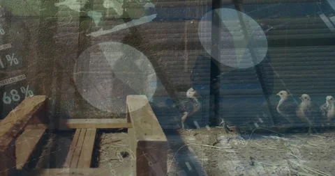 Animation of data processing over people silhouettes and chicken Stock Footage 327122368