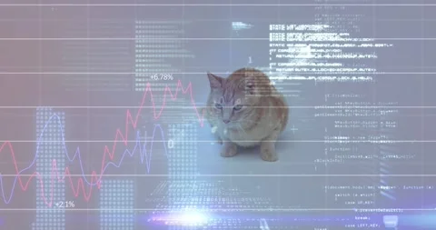 Animation of data processing over white background and cat Stock Footage 316583229