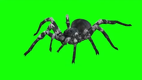 Animation de danger spider walking slowly on green background Stock Footage 133371009