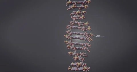 Animation of a DNA molecule and its structure from atoms. Stock Footage 116380360