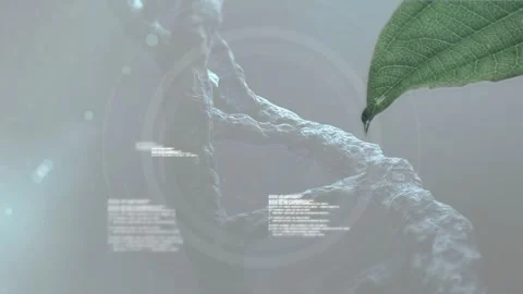Animation of dna structure and data processing over close up of leaves against Stock Footage 328651413