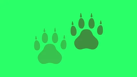 Animation dog footprints on green screen. Stock Footage 263169454