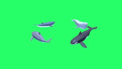 Animation dolphin isolate on green backg... | Stock Video | Pond5