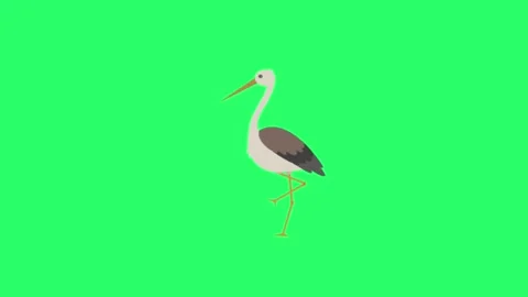 Animation egret isolate on green background. Stock Footage 260531964