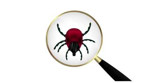 Animation. Encephalitis mite under a magnifying glass Stock Footage 146801914