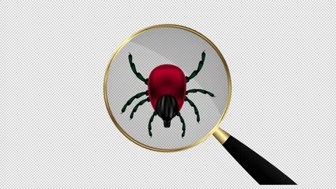 Animation. Encephalitis mite under a magnifying glass. Blank background. Stock Footage 146801942