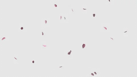 Animation of falling cherry leaves on a transparent background Stock Footage 281000700