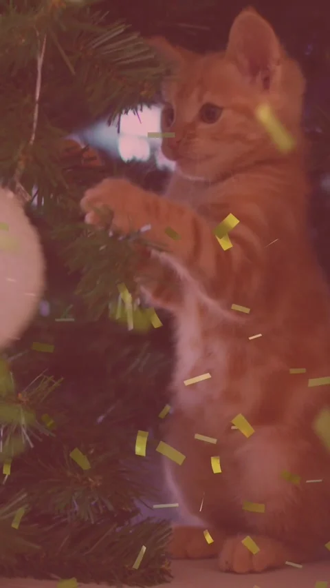 Animation of falling gold confetti over ginger cat Stock Footage 324022004