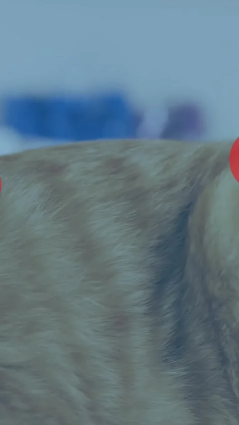 Animation of falling hearts icons over ginger cat Stock Footage 319067149
