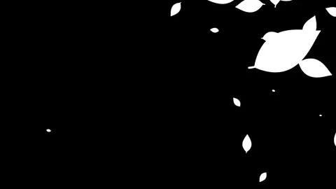 Animation of falling leaves on black background. Stock Footage 338319988