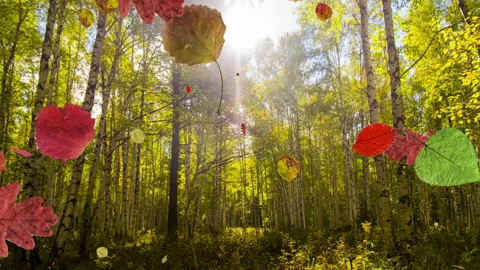 Animation of falling leaves in the forest. They fly from left to right 库存影片 141946991