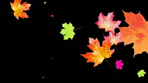 Animation of falling maple leaves on a black background.T 库存影片 138891223