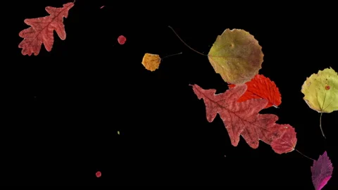 Animation of falling maple leaves on a black background. 库存影片 141946547