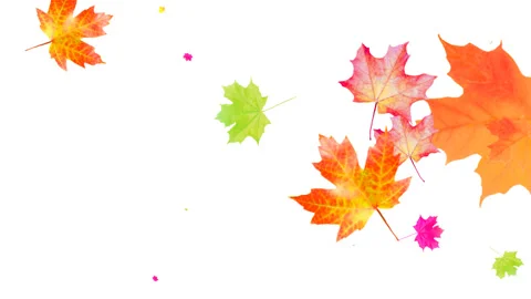 Animation of falling maple leaves on a white background. 库存影片 138871490