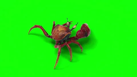 Animation of a Fiddler crab. Stock Footage 288185214