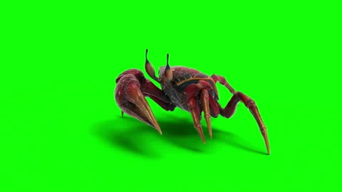 Animation of a Fiddler crab. Stock Footage 288185242