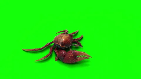 Animation of a Fiddler crab. 스톡 동영상 288185395