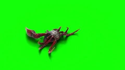 Animation of a Fiddler crab. 스톡 동영상 288185424
