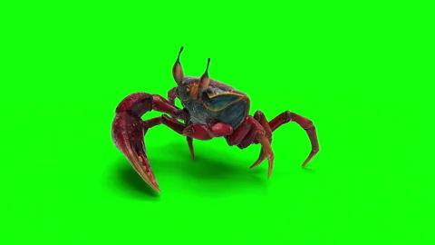 Animation of a Fiddler crab. Stock-Footage 288185465