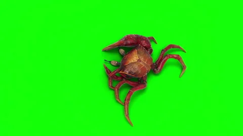 Animation of a Fiddler crab. Video stock 288185472