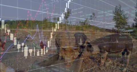 Animation of financial data processing and statistics over pigs and chicken Stock Footage 327709599