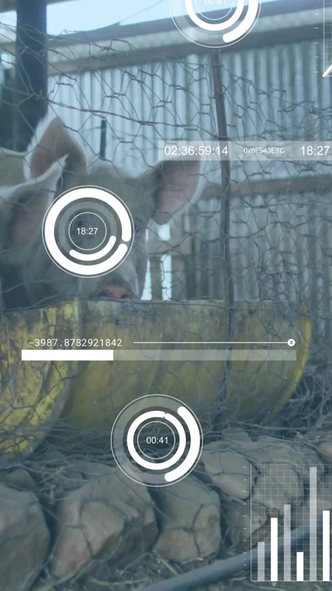 Animation of financial data processing over chickens and pigs at farm Vídeo Stock 342608719