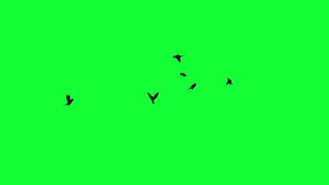 Animation - Flock of Birds Flying on Green Screen Stock Footage