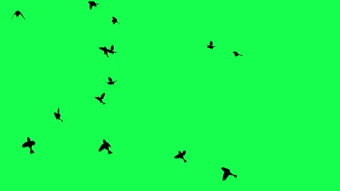 animation - Flock of Birds Flying on Gre... | Stock Video | Pond5