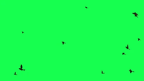 animation - Flock of Birds Flying on Gre... | Stock Video | Pond5