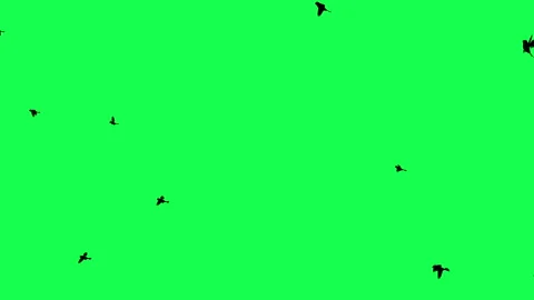 animation - Flock of Birds Flying on Gre... | Stock Video | Pond5