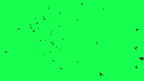 animation - Flock of Birds Flying on Gre... | Stock Video | Pond5