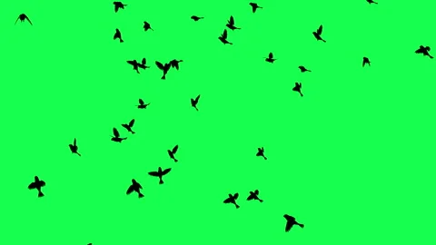 animation - Flock of Birds Flying on Gre... | Stock Video | Pond5