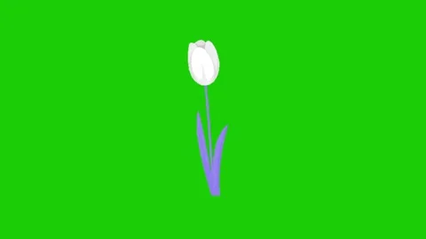 Animation of flower on green screen Видео 334417737