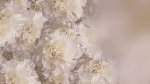 Animation flying white flowers Vídeos de archivo 88710640